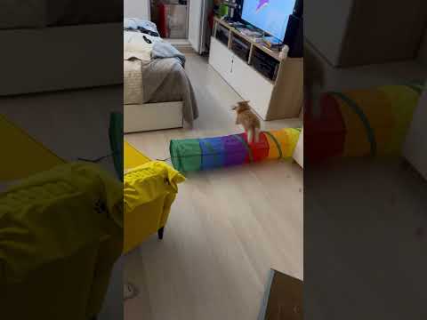 Funny cat Смешной кот #funny #cat #dance