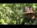 Pruning Vigorous Mango Trees