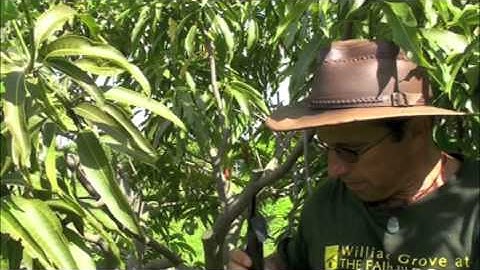Pruning Vigorous Mango Trees