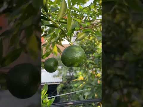Video: Apa itu pertumbuhan jeruk di pohon cedar?