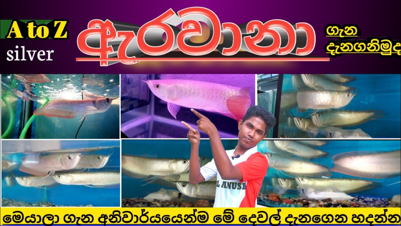 Arowana fish care in sinhala   Silver  Lucky fish  Arowana fish tank  Arowana fish tank setup