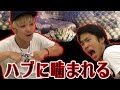 【ドッキリ】カリブラ&フィッシャーズ ハブに指を噛まれる