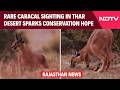 Rajasthan News | Rare Caracal Sighting In Thar Desert Sparks Conservation Hope In Rajasthan