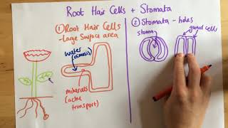 Root Hair Cells and Stomata - p49-50 (Foundation p48-49)