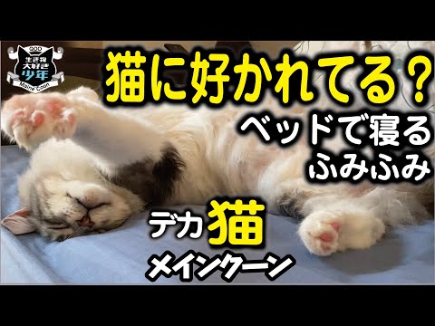 【メインクーン】大型猫が飼い主のベッドで寝たりふみふみしたり♪飼い主に好意を持つ猫の行動