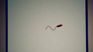 E.coli Swimming In Microfluidic Channel Under Laminar Flow