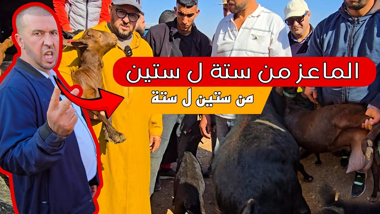 تجمع الماعز لتحسين سلالة المورسيان النسخة التانية بالقراقرة، يجمع كبار الكسابة