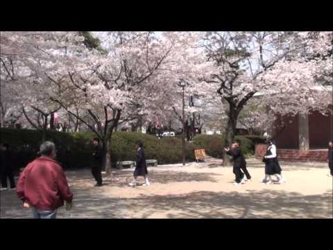 Vida Japão - Primavera 2012 no Parque Kezoji