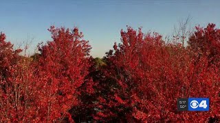 Forest Park Forever caters to thousands of park's trees year-round screenshot 3