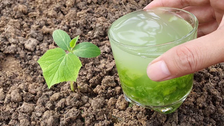 It's better than store bought fertilizer,  make organic fertilizer for cucumbers easy