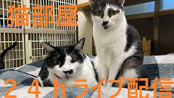 ちんあなご