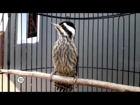 pelatuk sampit speed rapat durasi dan jeda pas versi ini yg di inginkan semua kicau mania