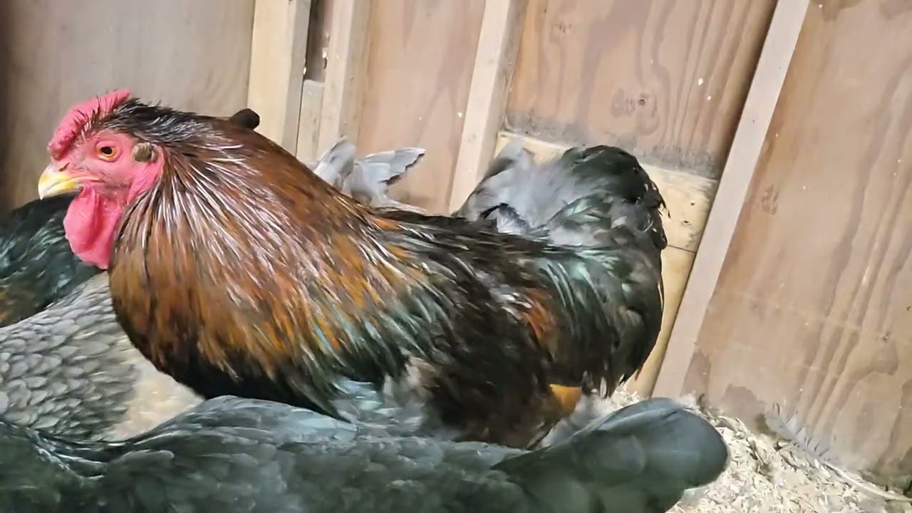 Chicken chores at the family homestead  #chickens #homestead buttnuggets