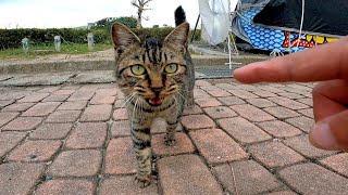 公園の野良猫、一旦は逃げたけどやっぱりゴロゴロ言いながらモフられにきた