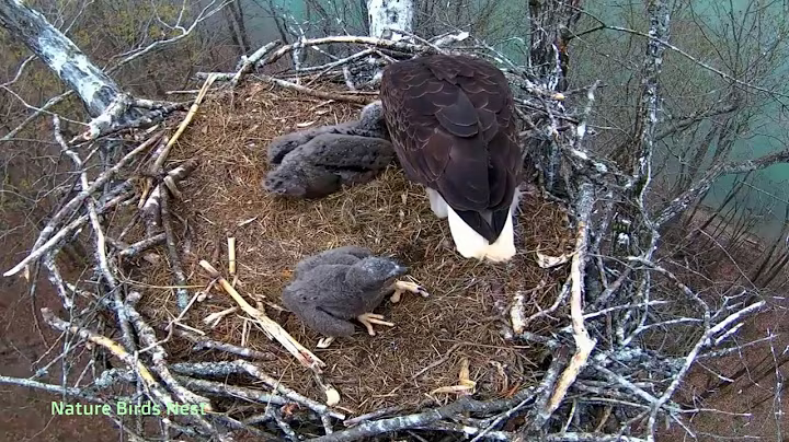 Ep#138 #baldeagle | Review mother bird brings food to feed her chicks | bird nest with nature life