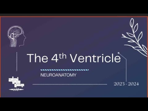Neuroanatomy , the 4th ventricle Lec 3 (part 2 ) - YouTube