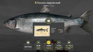 видео: НОВЫЙ ФАРМЫ И РАЗДАЧИ ТРОФОВ НА ЛАДОЖСКОМ ОЗЕРЕ, УСАЧ НА АХТУБЕ, МЕДНОЕ И МОРЕ В РУССКОЙ РЫБАЛКЕ 4 картинка: НОВЫЙ ФАРМЫ И РАЗДАЧИ ТРОФОВ НА ЛАДОЖСКОМ ОЗЕРЕ, УСАЧ НА АХТУБЕ, МЕДНОЕ И МОРЕ В РУССКОЙ РЫБАЛКЕ 4