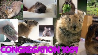 [NEW HARDEST] Congregation 100%