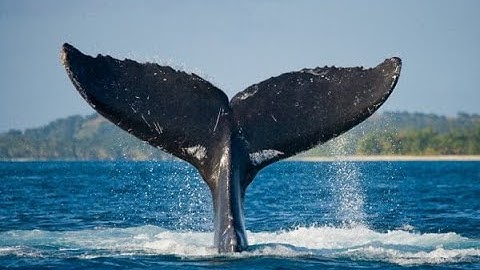 Data Shows Whales Are Loading Up On Bitcoin But Why