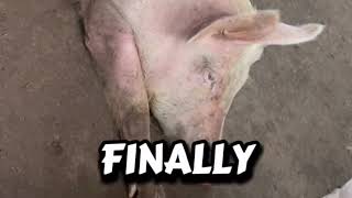 How Inbreeding Is Silently Destroying Your Pig Farm (And How To Stop It) | Pig Farming Nigeria Inbreeding In Pigs