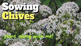 Growing Chives from Seed - Zone 7a