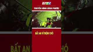 Bất An Vì Trộm Chó Bptv