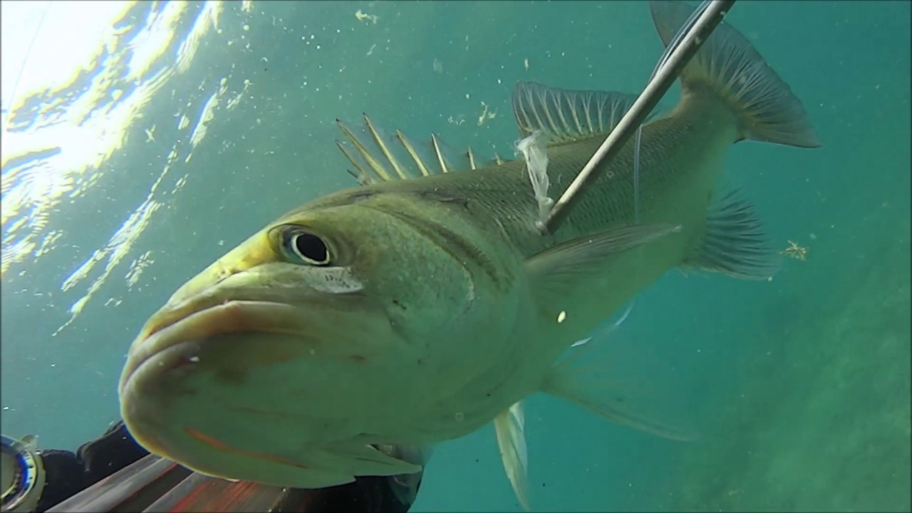 sea bass - λαυράκια - levrek, mediterranean 80 hybrid, Costas Lyras