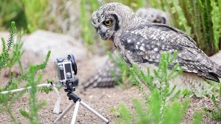 OWL VS GOPRO