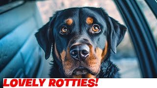 The Adorable Rottie Tzu: A Perfect Companion!