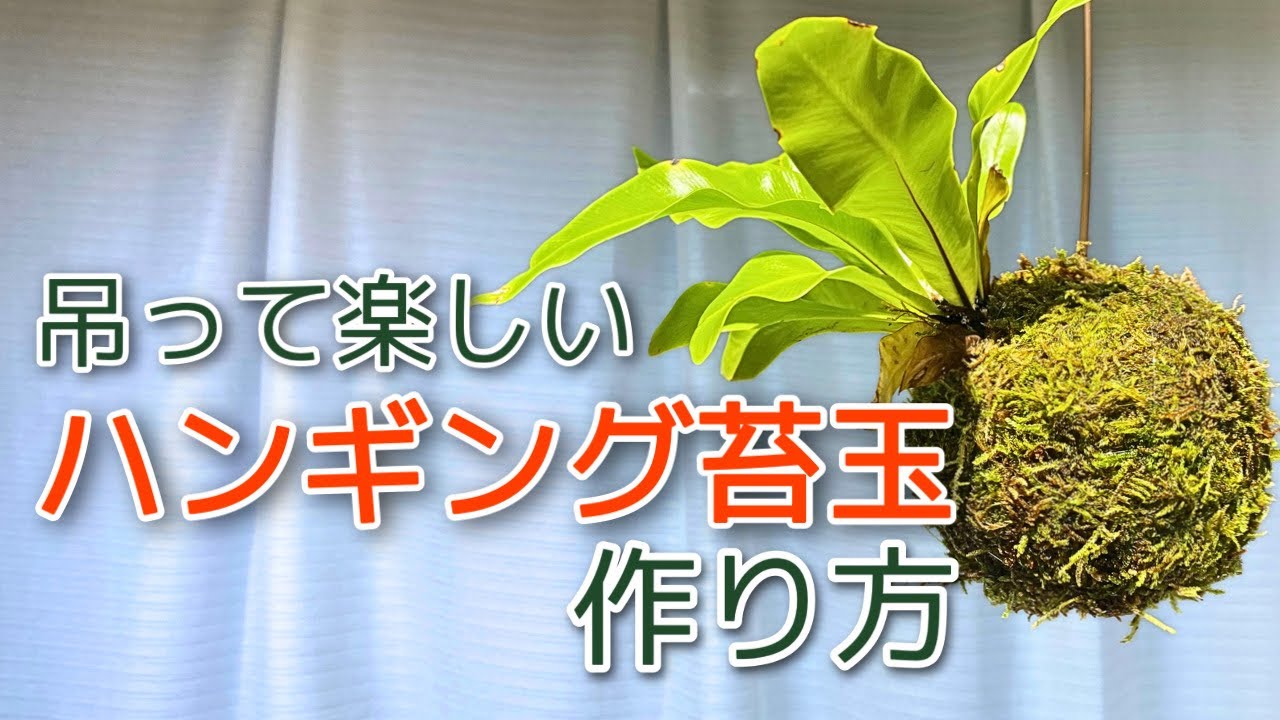 苔玉の作り方】水苔を使ったハンキング苔玉〜アスプレニウム属オオ