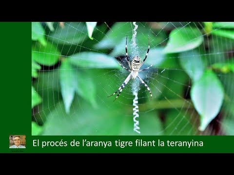 aranya tigre teixint la teranyina