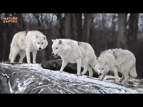 آيسلندا المتطرفة البقاء بين الجليد والذئاب والفصول القاسية وثائقي عن الحيوانات