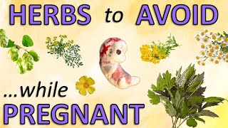 Herbs and Natural Products to Avoid While Pregnant | Week 8