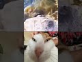 MY FRIEND NEW TOY #shorts #funny #viral