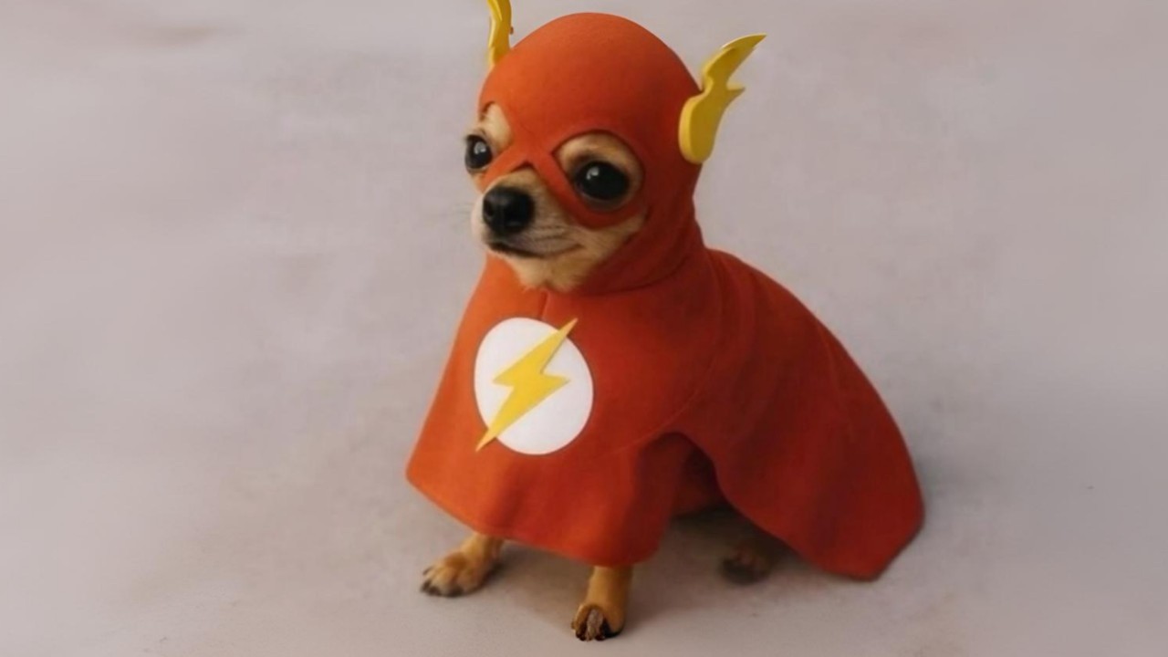 Mi perro cuando ve la puerta abierta | RDDC 