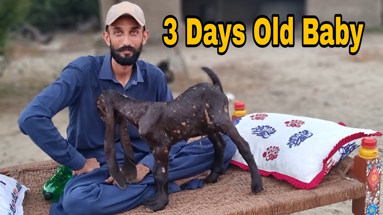 Experience The Magic Of 3 Day Old Kamori Baby Goats In This Documentary experience-the-magic-of-3-day-old-kamori-baby-goats-in-this-documentary
