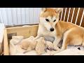 【柴犬 子犬】激レア過ぎるみんな白毛の子犬たちの生後1日目の様子はこちら