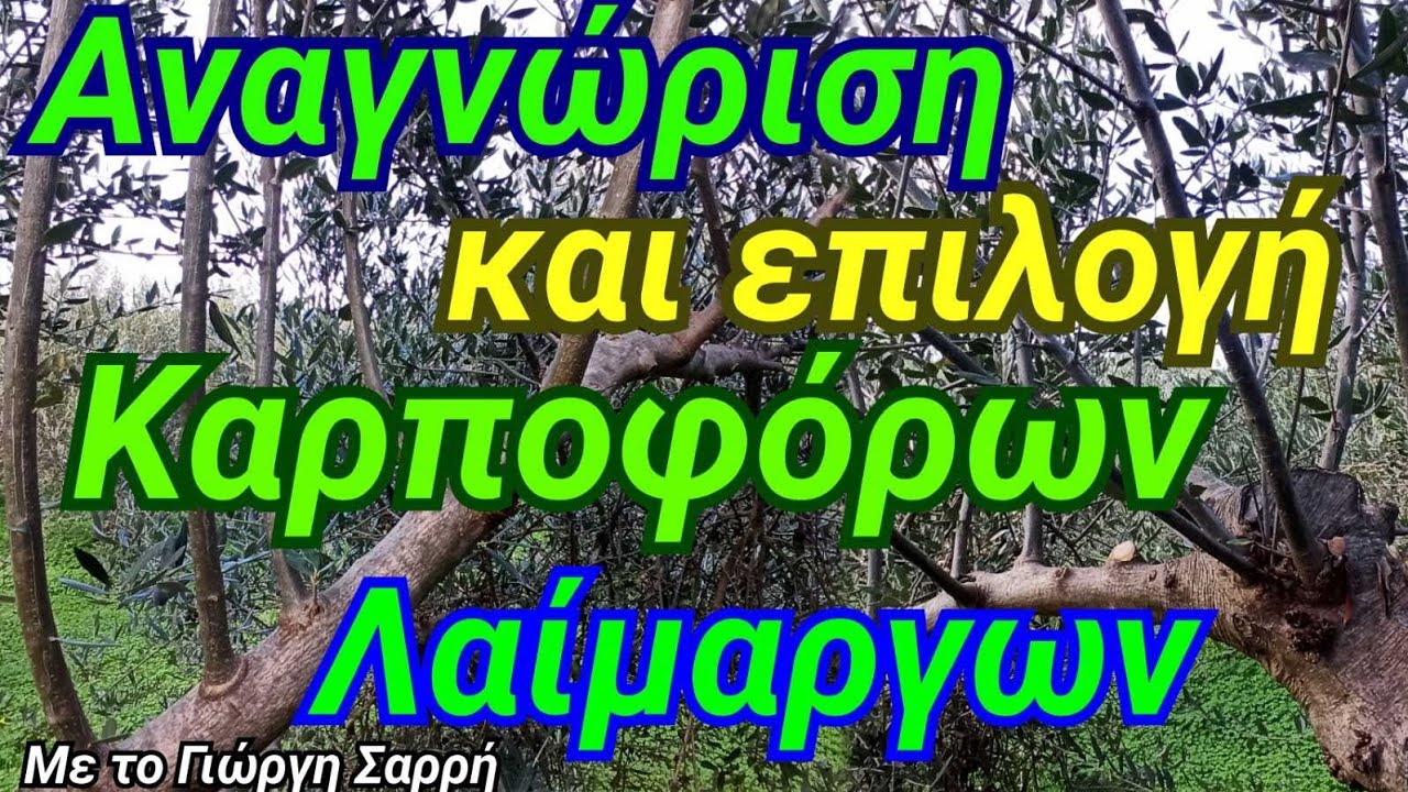 Κλάδεμα ελιάς- ΣΕΜΙΝΑΡΙΑΚΟ- Βλάστηση- Διαχείριση- Επιλογή Καρποφόρων λαιμάργων- Έλεγχος Καρποφοριας