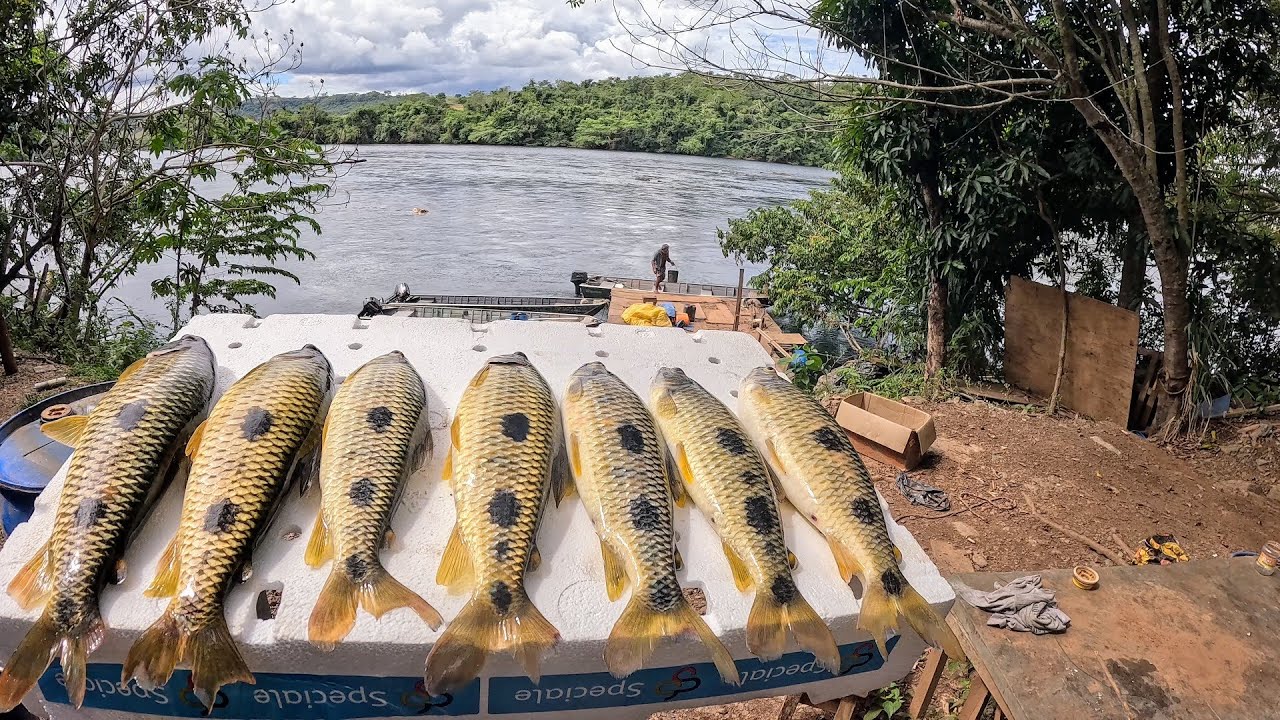 Pescaria de Piau grande, Quando a isca caia na água o peixe não resistia!