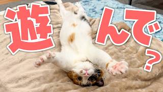 ベルちゃんの”あざとさ”が限界突破し過ぎている件について。飼い主の心臓はもう限界です。