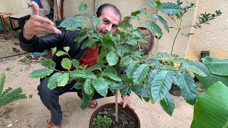 زراعة شجرة البن القهوة ☕️ والعناية والاكثار 🫘شجرة القهوة معمرة دائمة الخضرة وفوائد عديدة