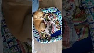 Snoopy Mag Es Nicht Sein Bett Mit Cristal Zu Teilen...