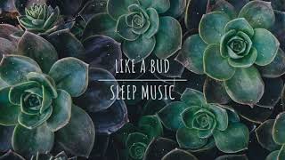 Racoon Racoon - Dawn Chorus