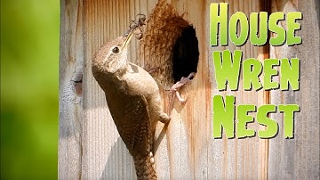 House Wren Nest Box