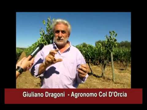 L'annata 2012 by Giuliano Dragoni - YouTube