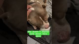 #puppy #animallovers  #adoreble #cuteanimal #americanbully #lovable #dogshorts #bestie  #fypシ゚viral