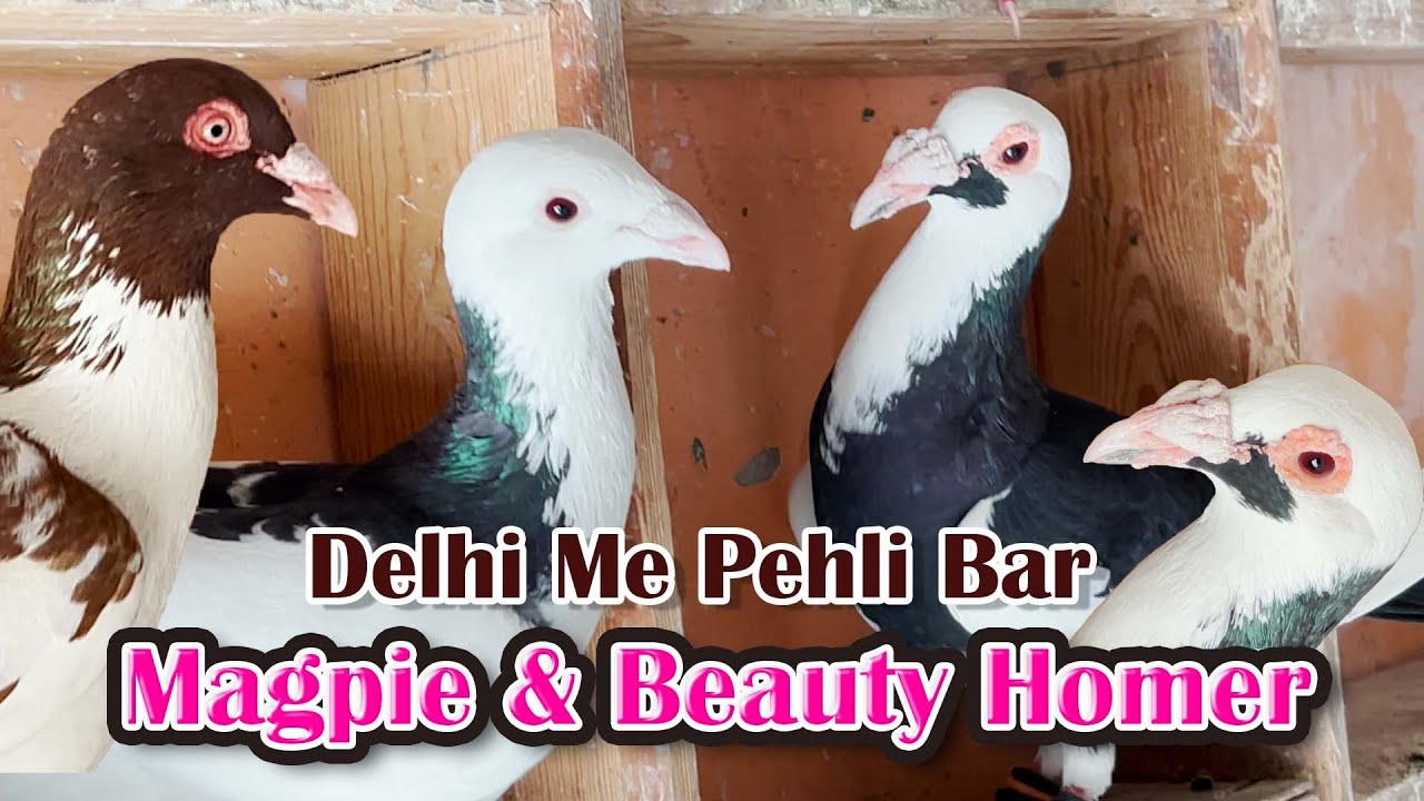 Delhi Me Pehli Bar Magpie & Beauty Homer Daudtay Huye | Delhi Ki Kabootar Bazi | Racing Pigeon