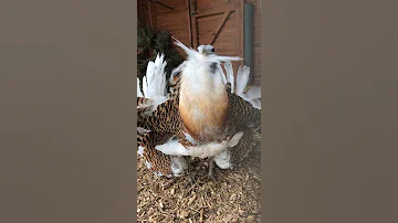 Самец Дрофы