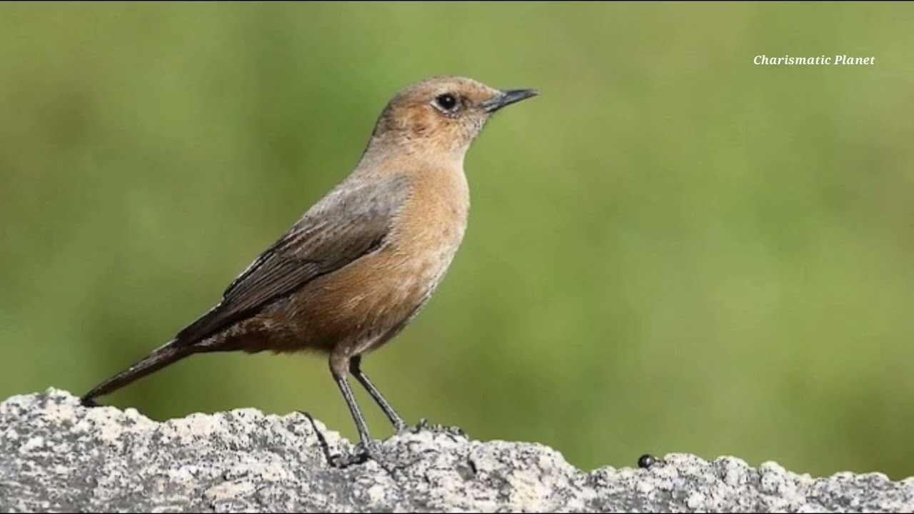 Brown Rockchat Early Morning Singing Song - Indian Chat Song