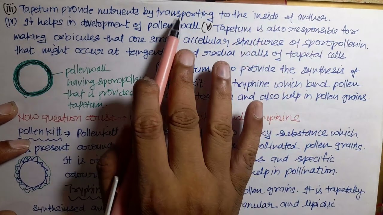 TAPETUM AND ITS FUNCTION | NEET CLASS 12 BIOLOGY REPRODUCTION IN FLOWERING PLANTS